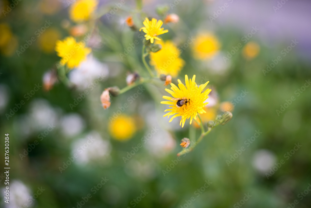 Bumblebee pollinates a yellow small flower. A bumblebee sits on a flower in the green grass Bumblebee pollinates a yellow small flower. A bumblebee sits on a flower in the green grass