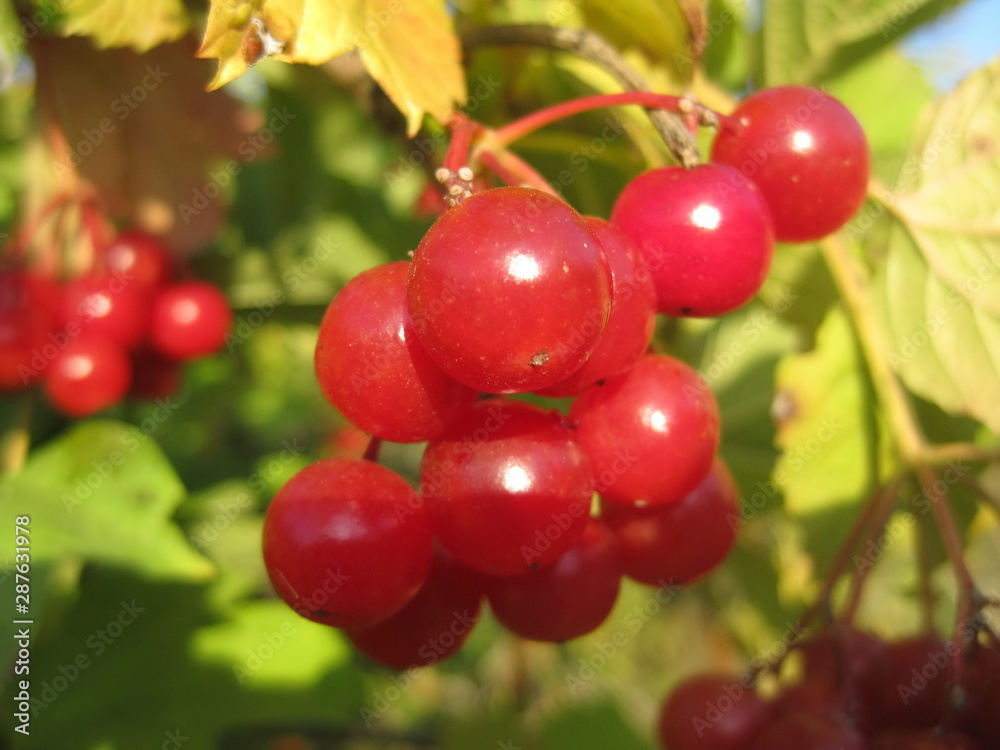 Arrowwood red berries in sunshine on green leaves background