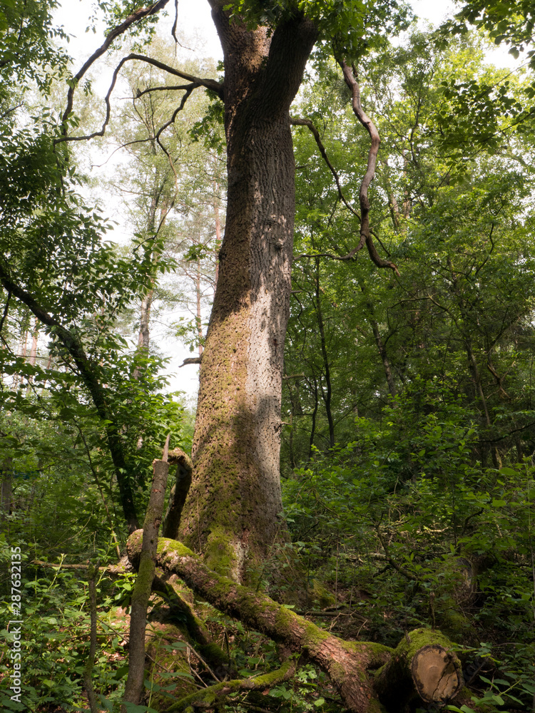 Fototapeta premium Herab gefallener Ast unter einem hohen Baum