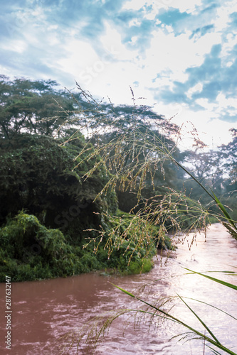 Sunrise view of Ishasha river, with trees growing and the reflections on the water, Queen Elizabeth National Park, Ishasha, Uganda, Africa photo