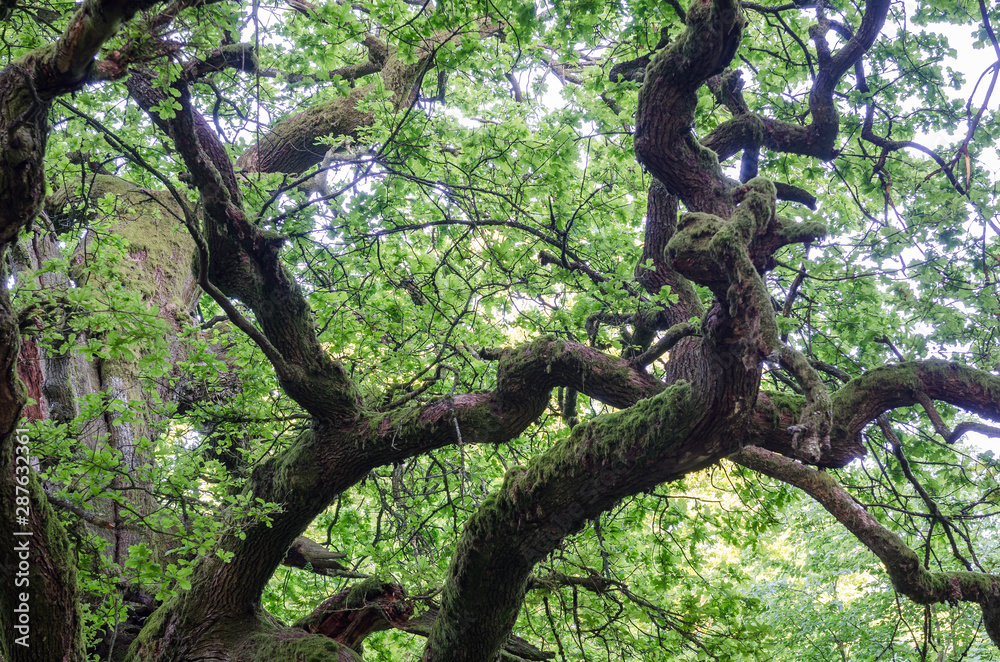 Treetop of a very old oak tree in spring in a German nature reserve, called Sababurg