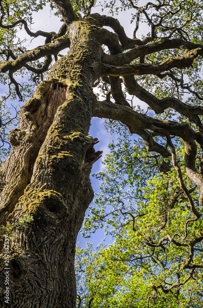 Fototapeta premium Trunk and treetop of a very old oak tree in spring in a German nature reserve, called Sababurg