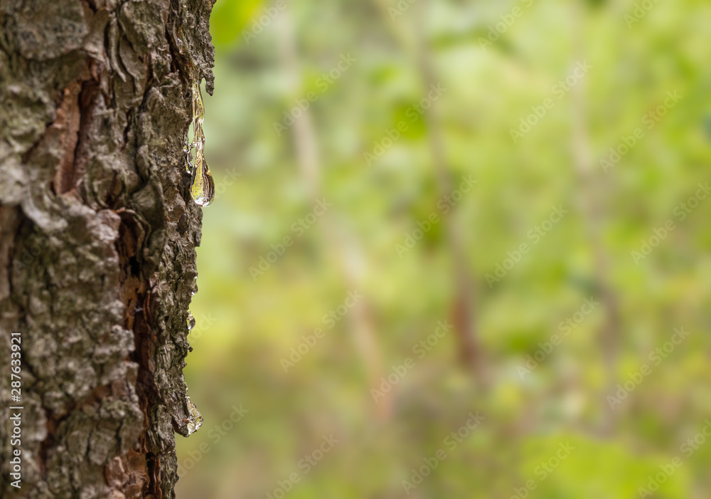 Drop of resin on the bark of spruce on the background of a blur bokeh with forest Drop of resin on the bark of spruce on the background of a blur bokeh with forest