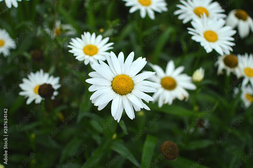 Daisies in the garden Daisies in the garden