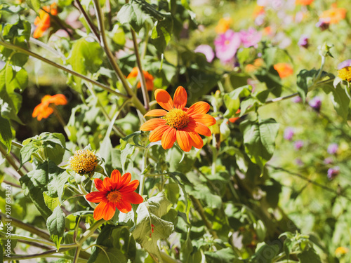 (Gerbera) Gerbéra apprécié pour ses jolies fleurs orange dans un feuillage touffu, lobé et lancéolé vert