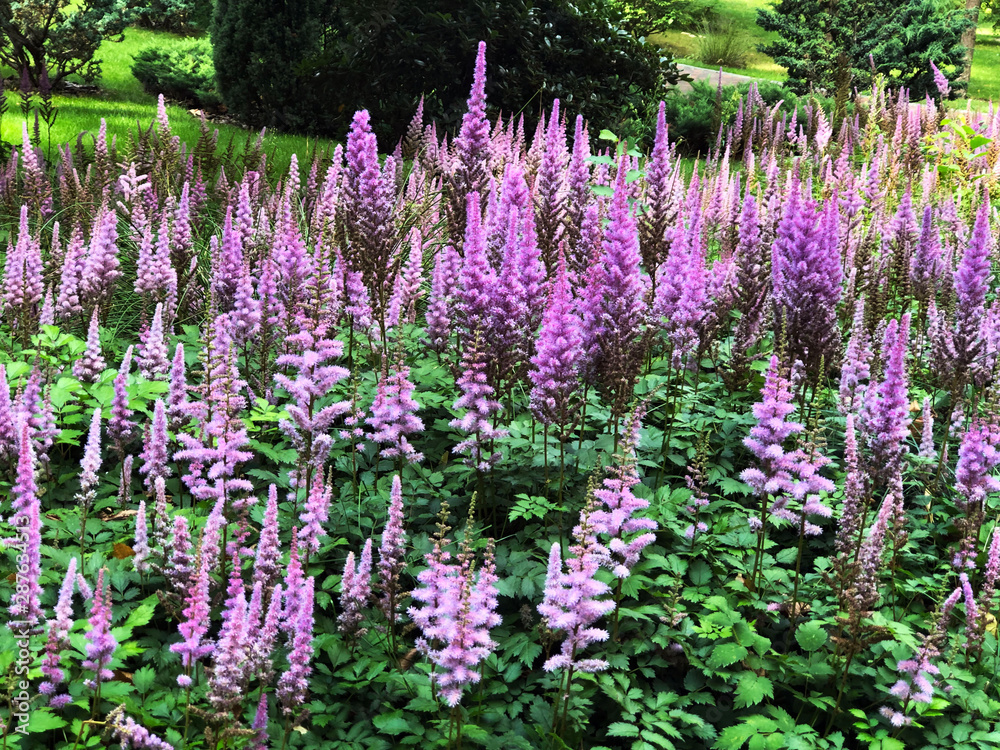 purple flowers in the garden. Floral background purple flowers in the garden. Floral background