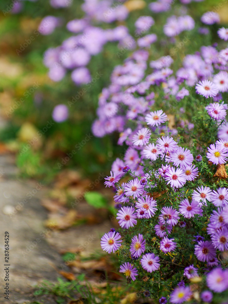 Obraz premium A photo of chrysanthemum flowers in an autumn garden.