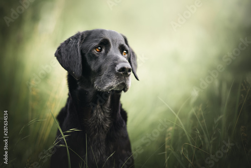 Black mixbreed dog photo