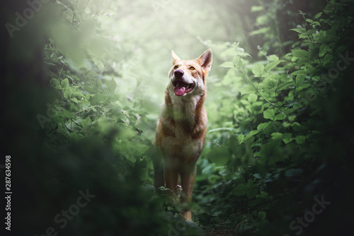 Saarloos wolfdog in a forest