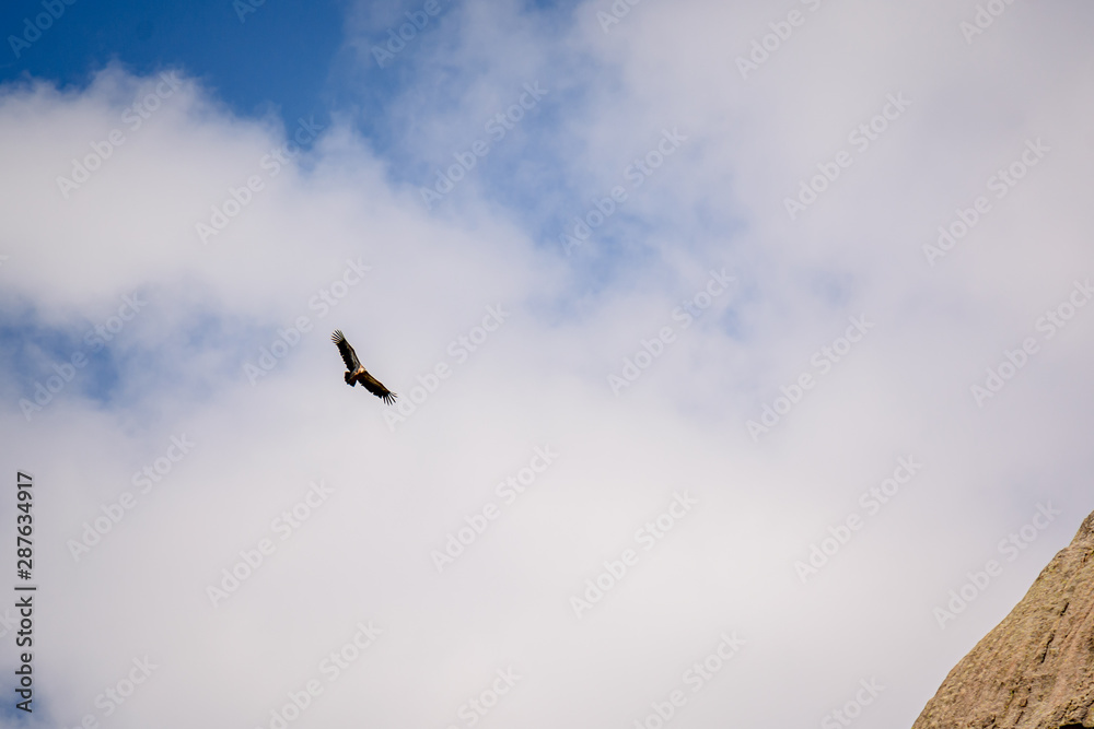 Fototapeta premium Vulture in the sky flying near a hill