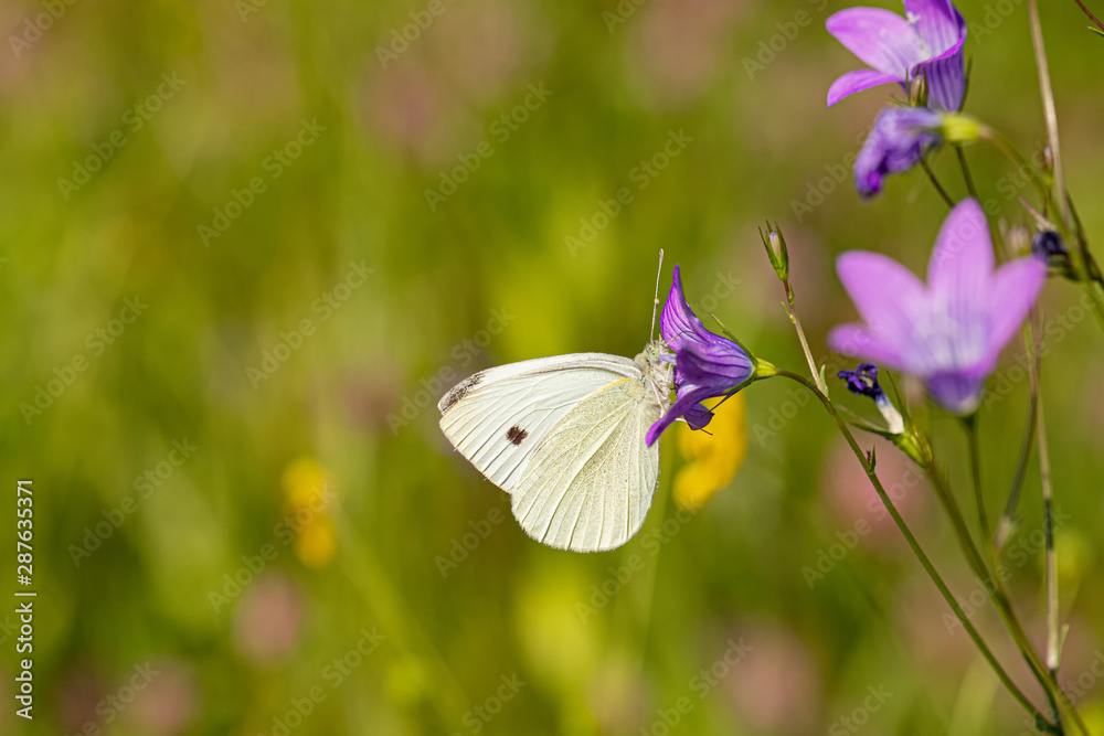 Naklejka premium Nature