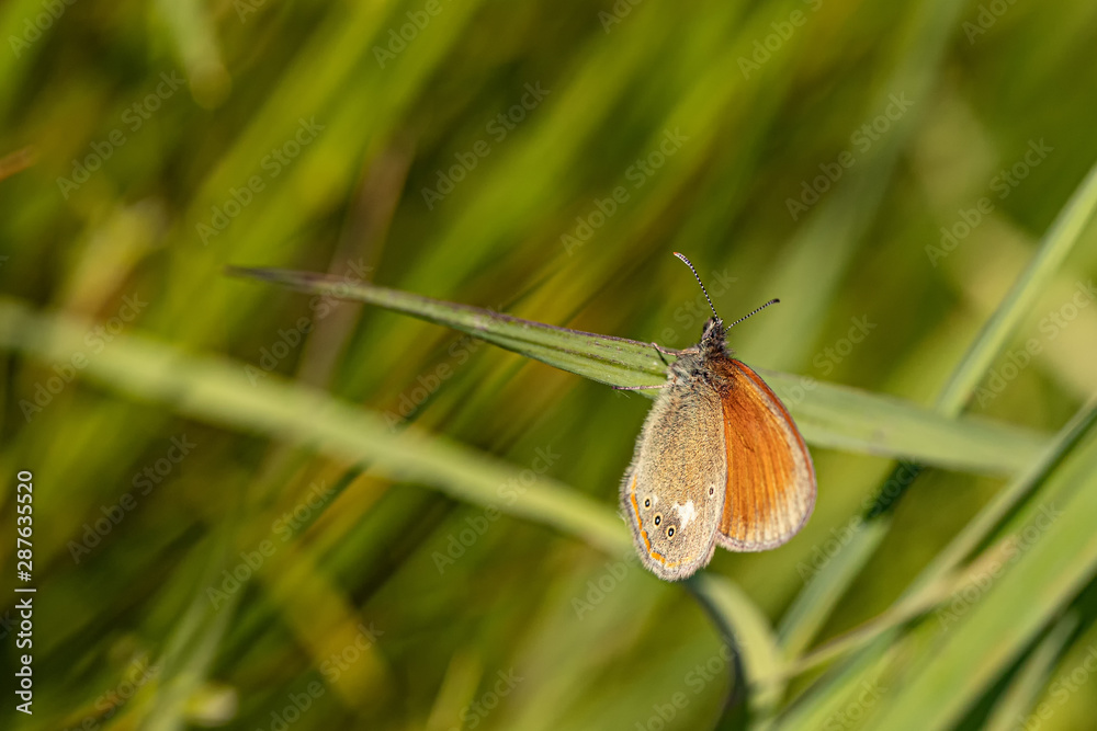 Fototapeta premium Nature