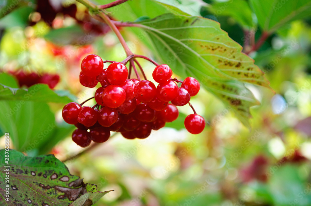 Bunches of red viburnum berries in the garden. Bunches of red viburnum berries in the garden.