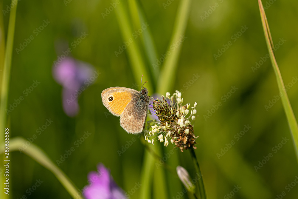 Obraz premium Nature