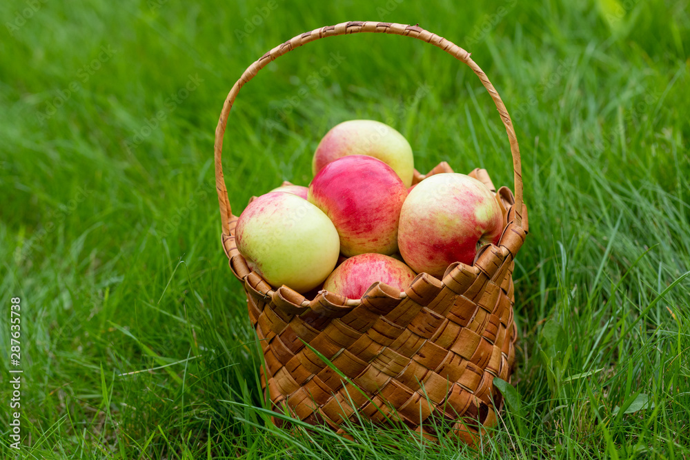 Harvesting in the fall. Basket with apples on a green background Harvesting in the fall. Basket with apples on a green background