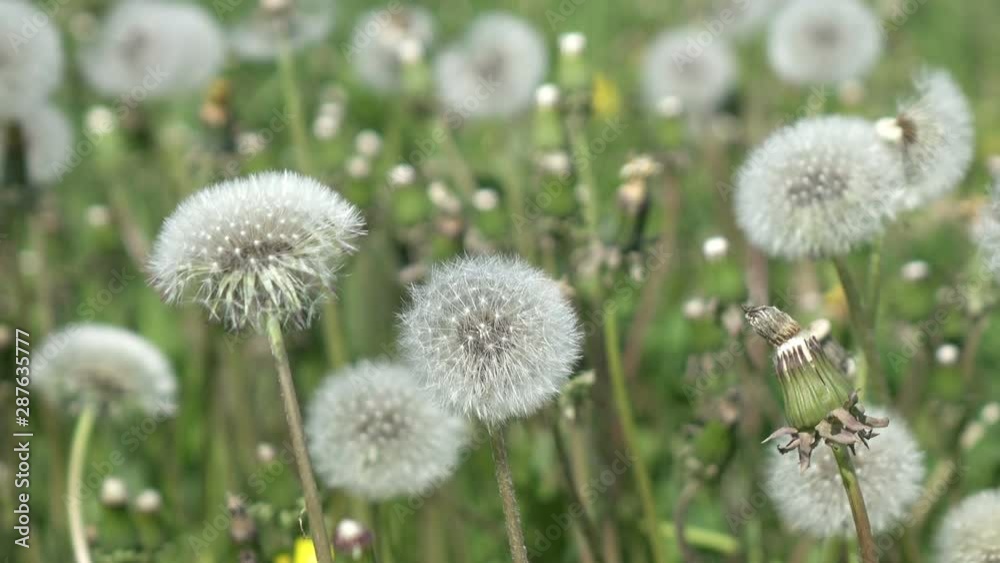 White dandelion field in summer sunny day against the background of the sky with white clouds White dandelion field in summer sunny day against the background of the sky with white clouds
