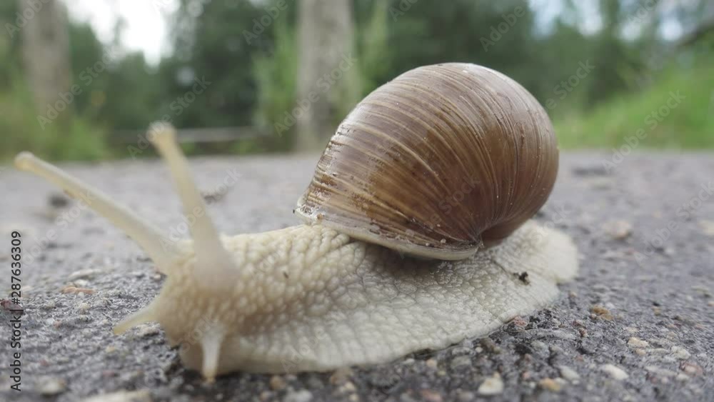 macro closeup of Helix pomatia Roman snail known as Burgundy snail it is an edible snail escargot mollusk from the family Helicidae