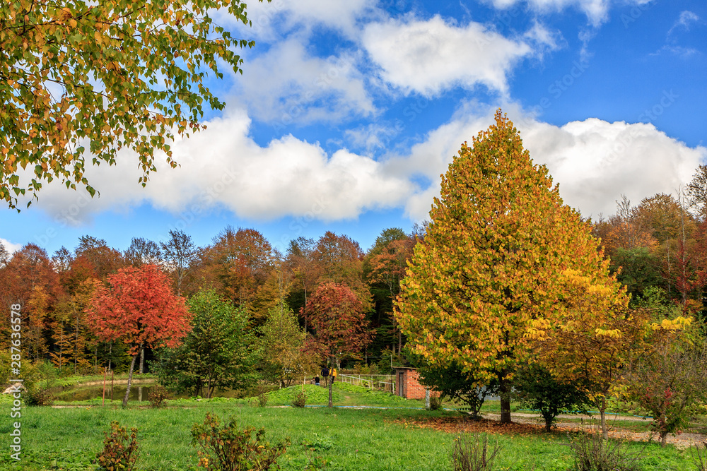 Fototapeta premium Scenic golden autumnblue sky sunny day landscape. Lagonaki, Russia. Autumn concept