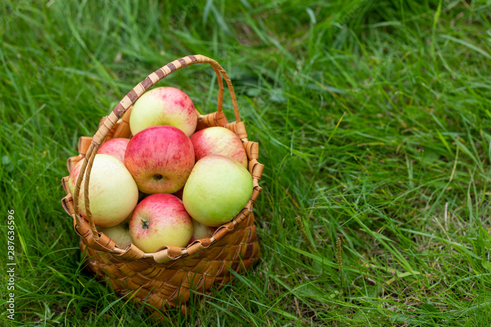 Harvesting in the fall. Basket with apples on a green background Harvesting in the fall. Basket with apples on a green background