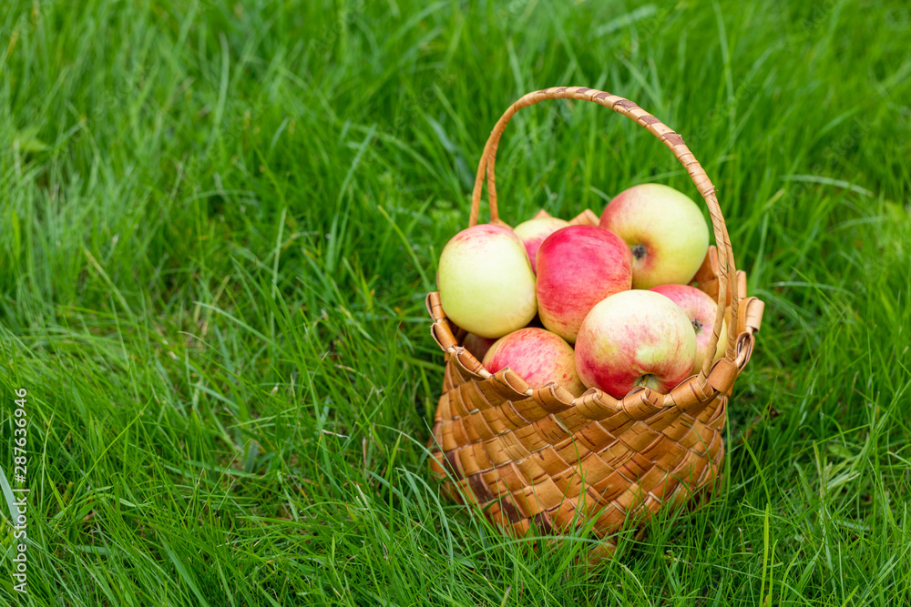 Harvesting in the fall. Basket with apples on a green background Harvesting in the fall. Basket with apples on a green background