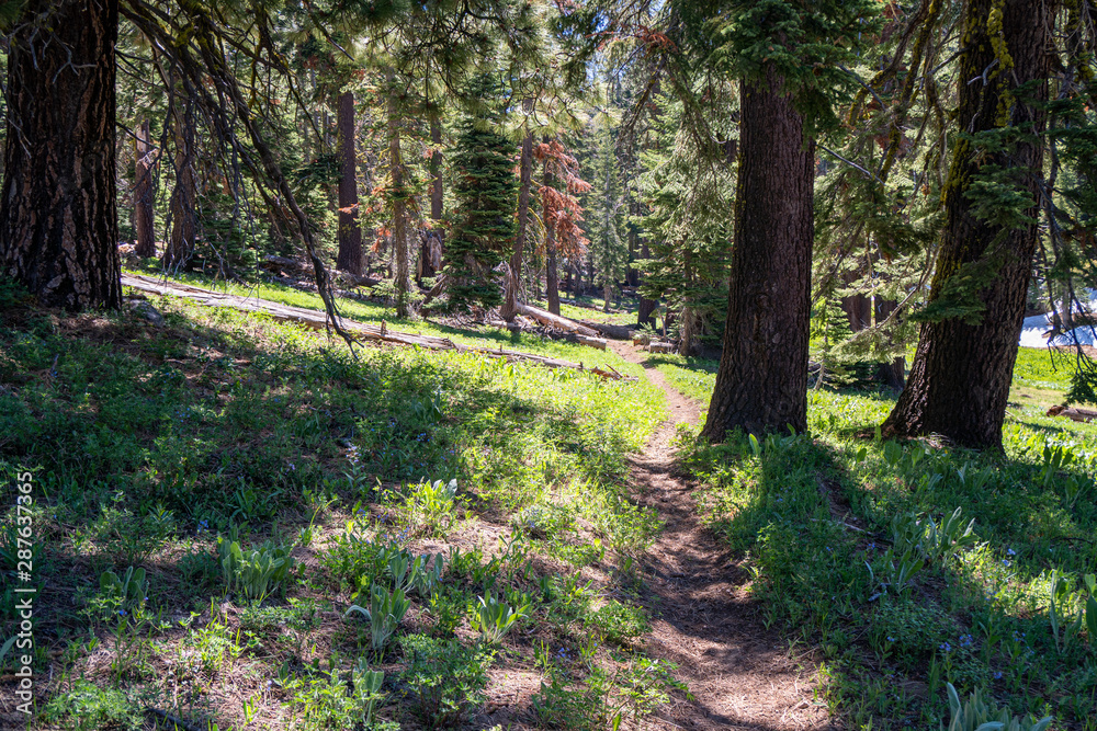 Obraz premium Hiking trail in deep pine woods in California