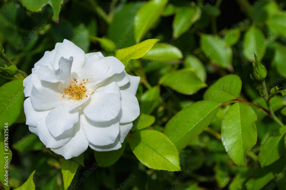 Beautiful blooming white rose in the garden. Bright daylight. Beautiful bokeh. Closeup of rose. Space for text. Soft selective focus. Beautiful blooming white rose in the garden. Bright daylight. Beautiful bokeh. Closeup of rose. Space for text. Soft selective focus.