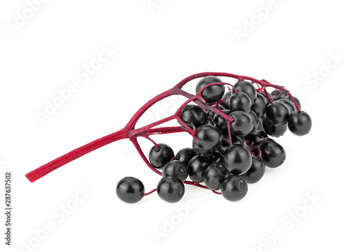 Elderberries with twig isolated on white background. Black elderberry fresh fruit.