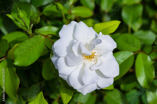 Beautiful blooming white rose in the garden. Bright daylight. Closeup of rose. Soft selective focus.