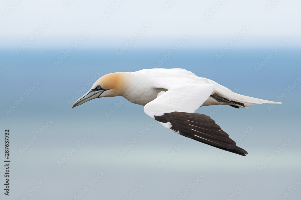 Northern Gannet (Morus bassanus) flying above the chalk cliffs of Bempton Northern Gannet (Morus bassanus) flying above the chalk cliffs of Bempton