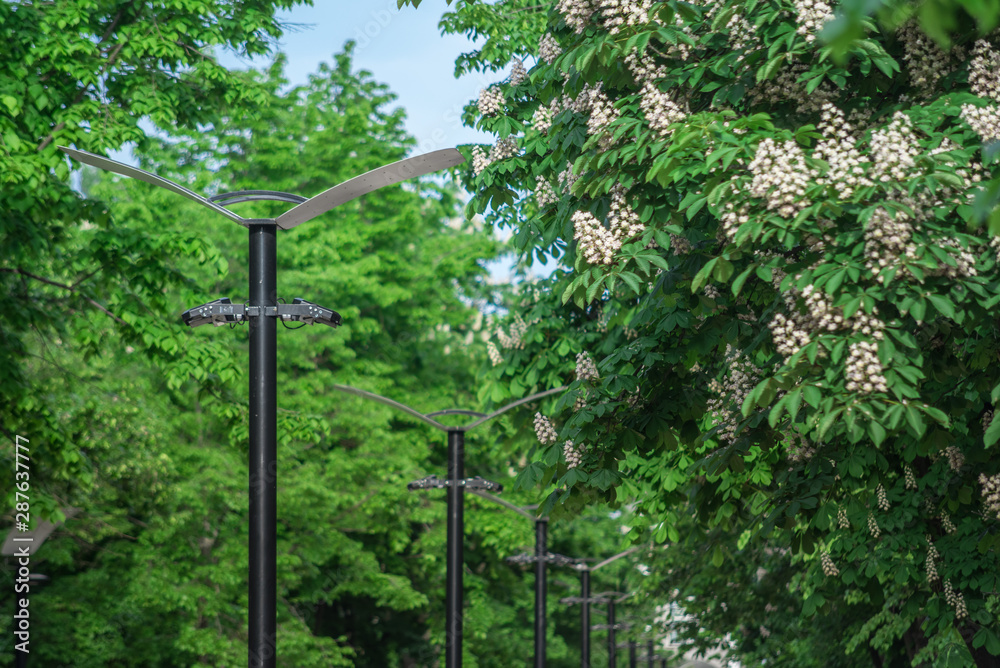 Fototapeta premium Lanterns on a chestnut alley in the city