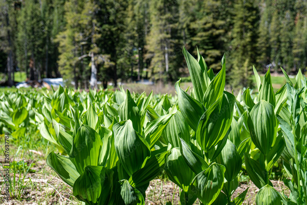 Fototapeta premium Mule Ears bloom in the Tahoe backcountry in early summer