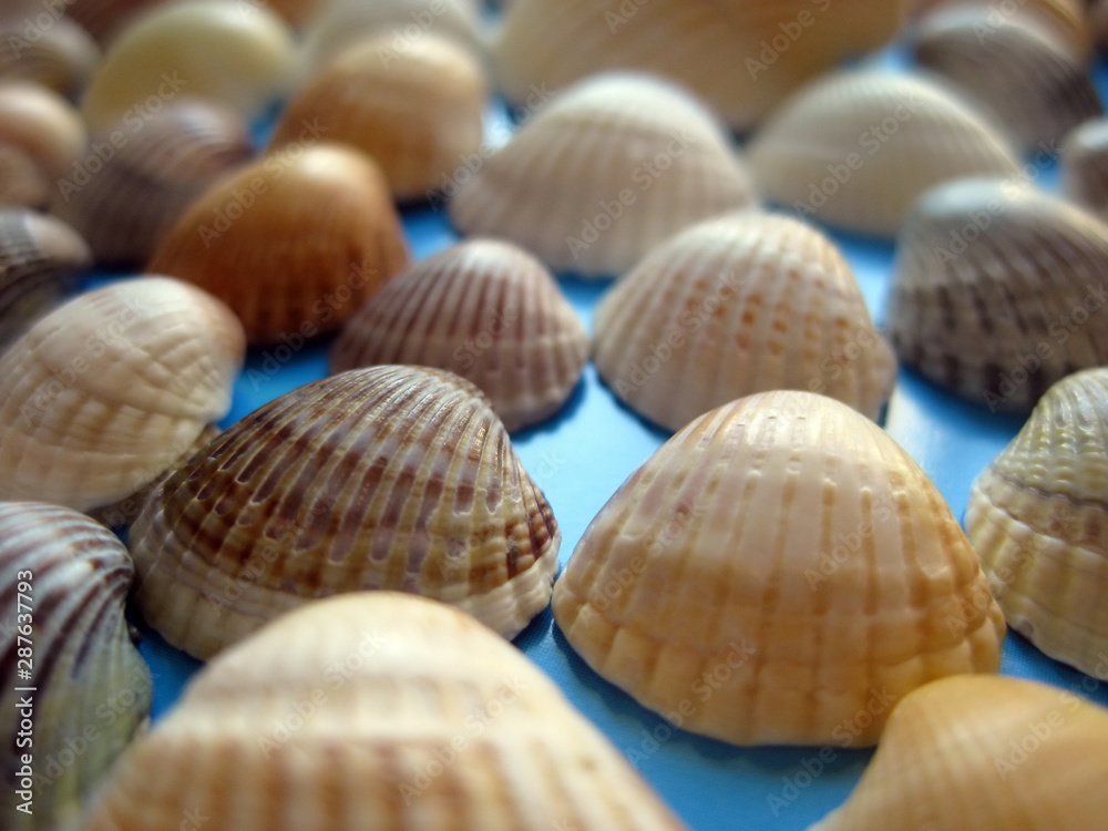 Close up of sea shells