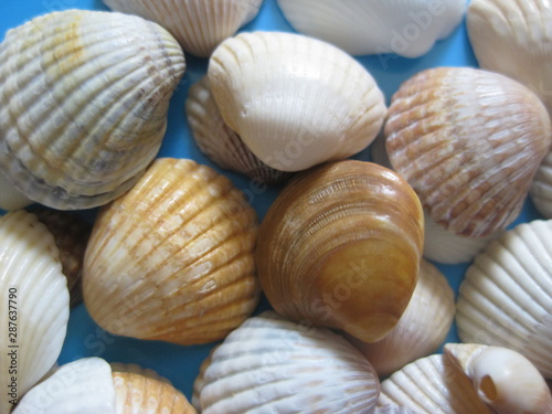 Close up of sea shells on blue background