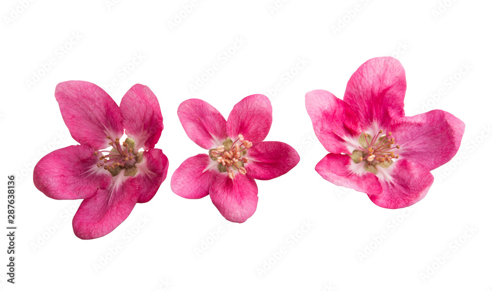Obraz premium red apple tree flower isolated