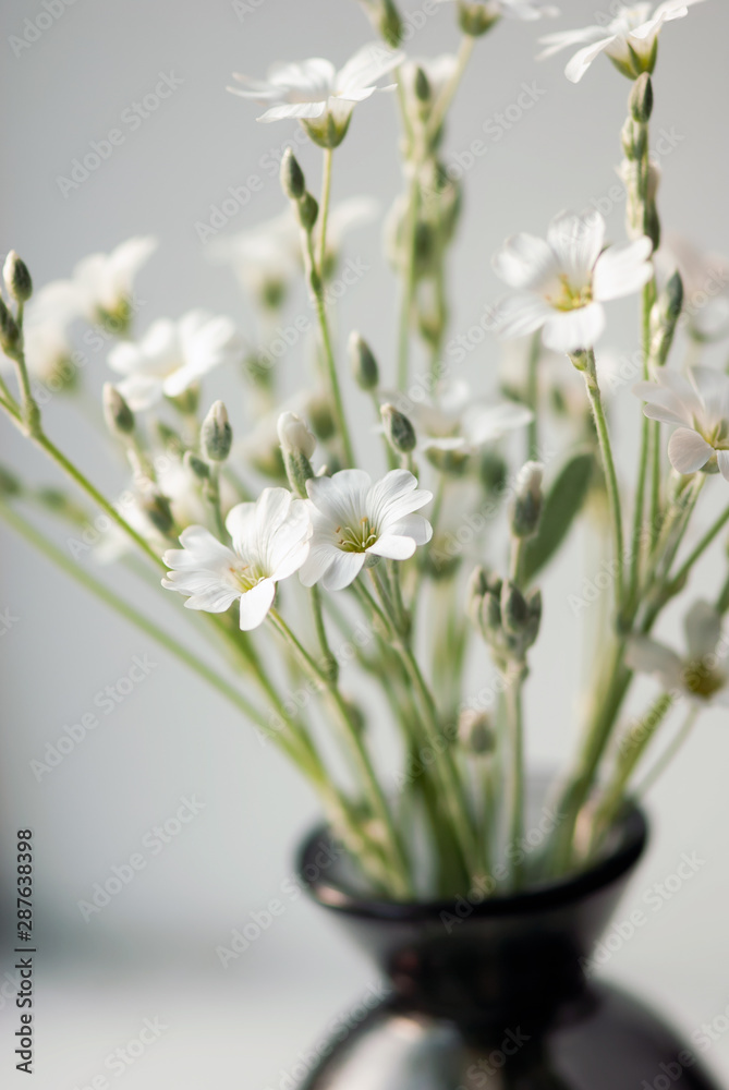 White Flowers In Vase Closeup