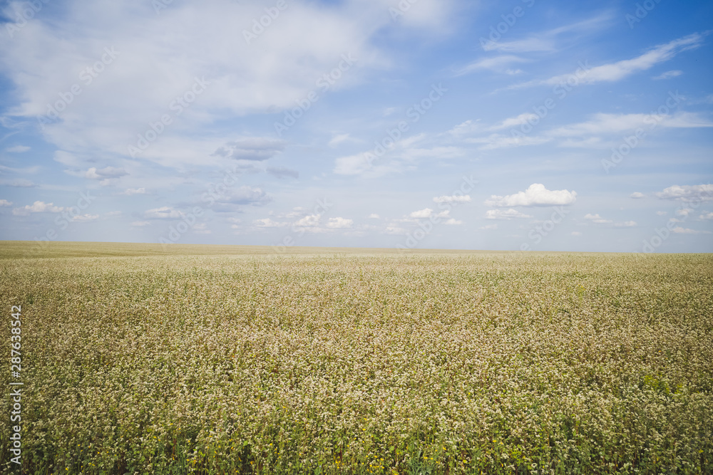 Buckwheat field with white flowers against blue sky