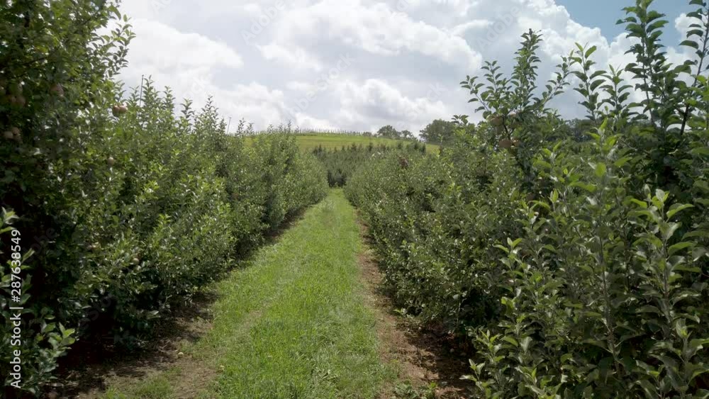 Apple orchard, lines of apple trees, crane shot among the rows on sunny day. Apple orchard, lines of apple trees, crane shot among the rows on sunny day.