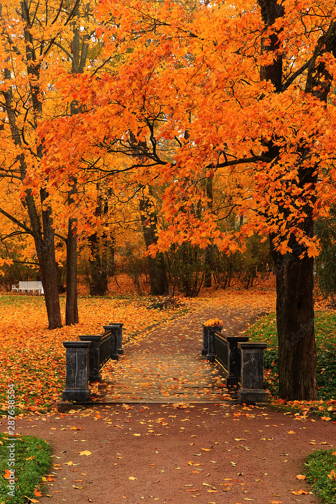 Autumn park in September, path with red leaves. Beautiful autumn landscape in the park, seasons.