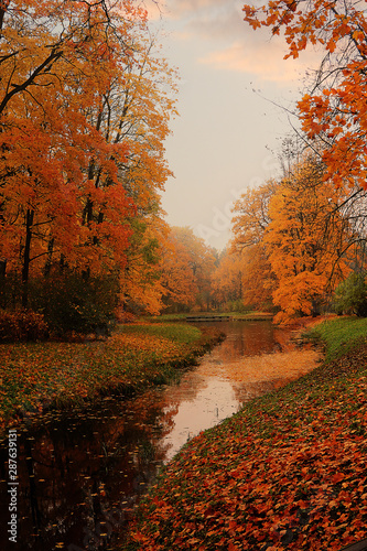 Autumn park in September, path with red leaves in dense fog. Beautiful autumn landscape in the park, seasons.
