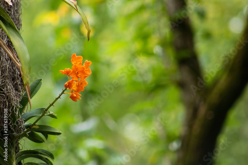Orange Flower on Tree