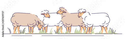 Flock of sheeps on pasture flat vector illustration. Livestock farming, animal husbandry cartoon concept with outline. Ewes grazing. Sheep wool and lamb meat production isolated design element