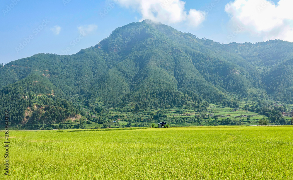 Spectacular view of large field of rice extending into the distance below hills.