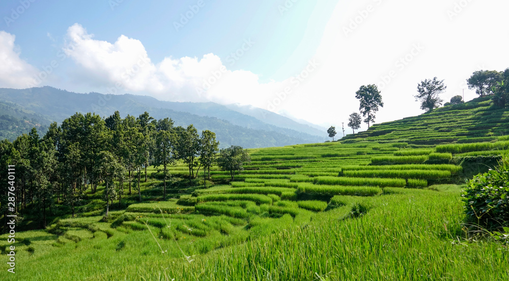 Picturesque view of rice terraces rolling down the hills in Nepalese countryside