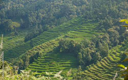 CLOSE UP: Rice terraces rolling down the steep hills in Nepalese countryside
