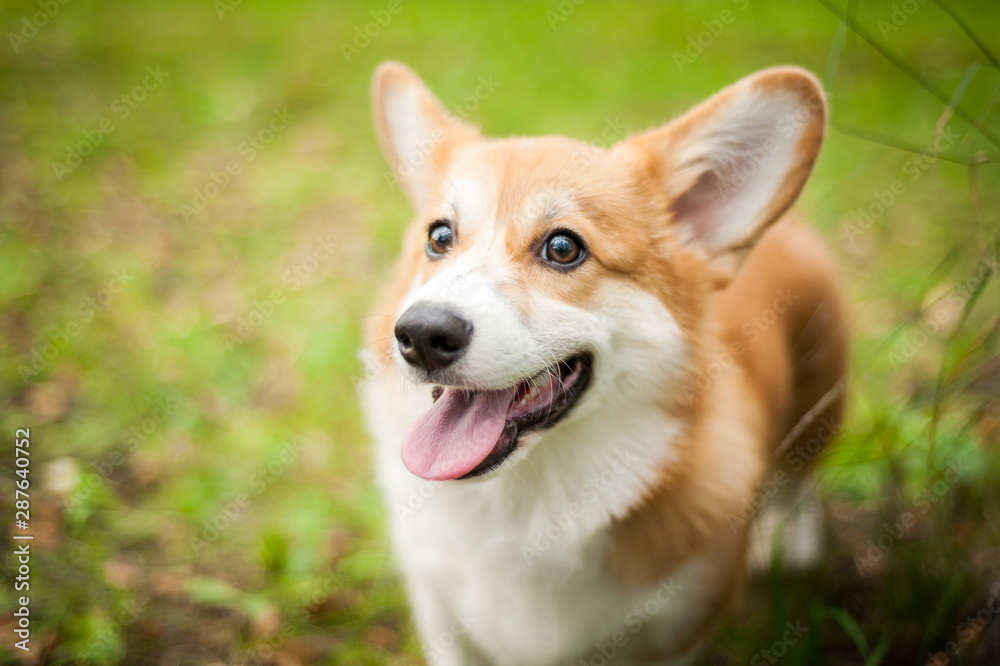 Corgi dog smile and happy in summer sunny day