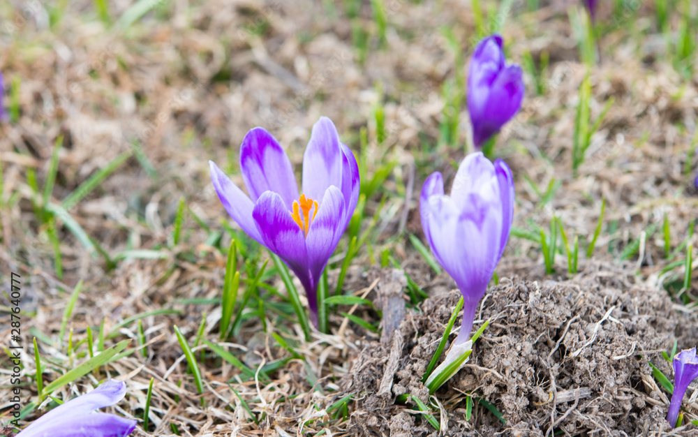 saffron blooming in early spring in the meadow saffron blooming in early spring in the meadow
