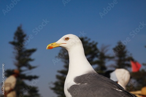 Side view close up of seagull head with blurred conifer trees and blue sky background - Essaouira, Morocco