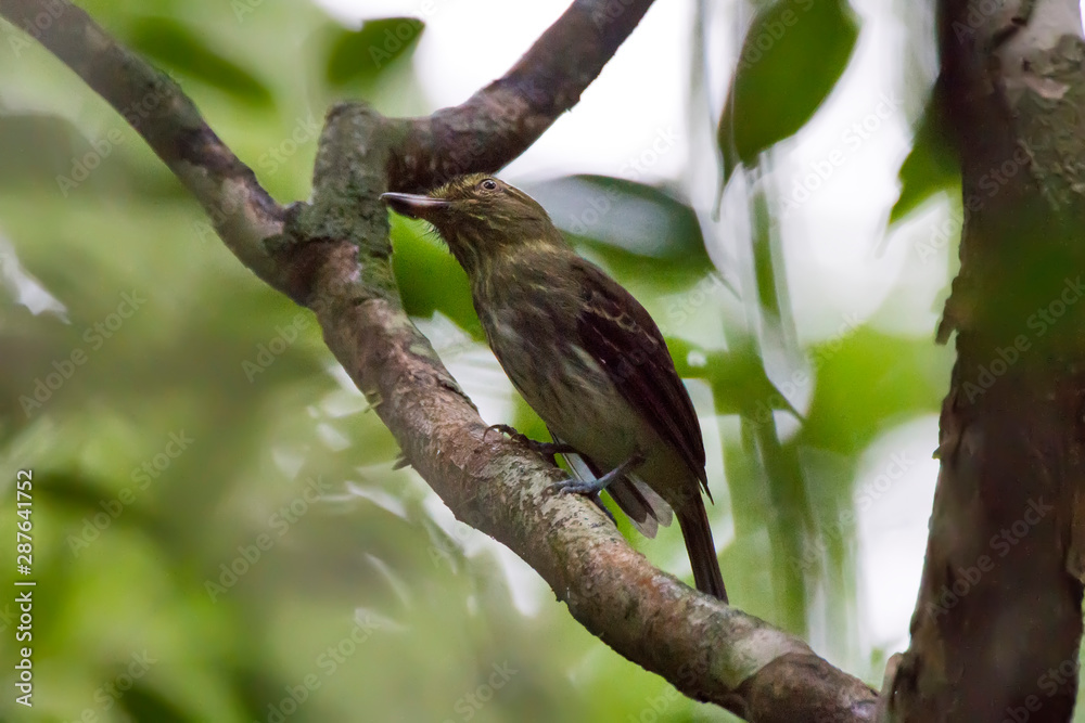 Bright rumped Attila photographed in Conceicao da Barra, Espirito Santo. Southeast of Brazil. Atlantic Forest Biome. Picture made in 2013. Bright rumped Attila photographed in Conceicao da Barra, Espirito Santo. Southeast of Brazil. Atlantic Forest Biome. Picture made in 2013.