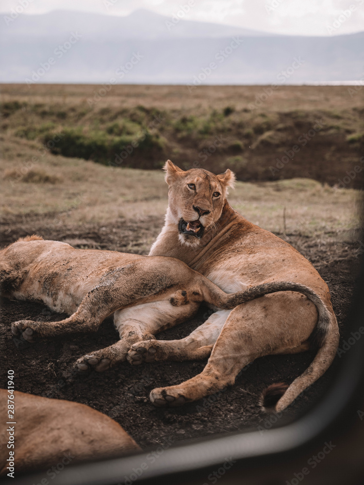 Naklejka premium SAFARI TANZANIA