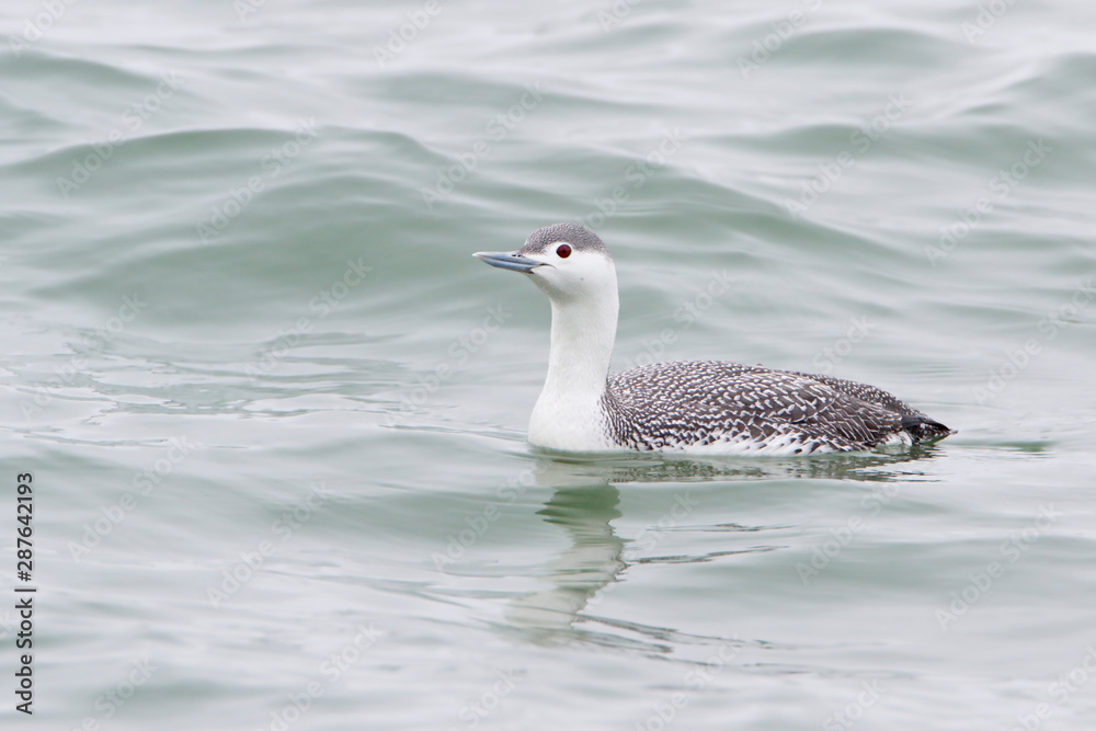 Red-throated Loon (Gavia stellata) swimming at Barnegat Jetty, New Jersey Red-throated Loon (Gavia stellata) swimming at Barnegat Jetty, New Jersey